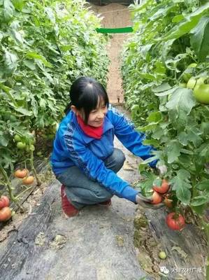 靜海禾晟蔬菜園 在泥土芬芳中，重拾記憶里的老味道