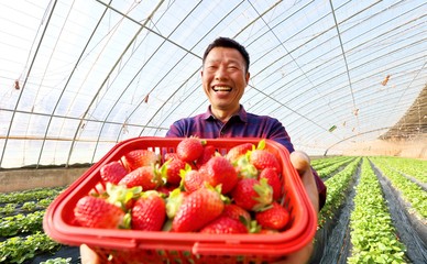 蔬果種植與采摘一體化服務(wù) 從田間到餐桌的健康體驗(yàn)