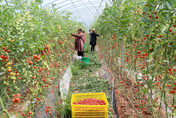 訂單農業助力增收，柏樹鄉蔬菜瓜果種植采摘服務鋪就致富路