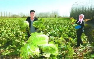 豐收季，周末帶孩子來這里 DIY手指蔬菜采摘與田園種植體驗