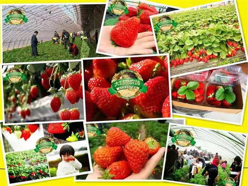 探訪海淀大自然農場 不只草莓，蔬果蘑菇更是主角的田園樂土