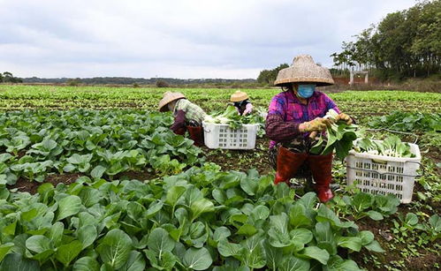 采摘蔬菜、擴大供應量——“蔬菜瓜果種植基地”如何助力秋季購銷高峰期
